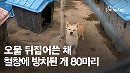 [르포] 폭염 속 오물 쓴채 갇히거나 죽은 개 80마리…견주 “동물학대 없었다” [영상]